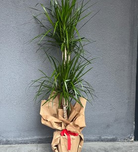 Marginata 2 Li Saksı Çiçeği