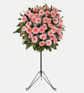 Pembe Gerbela Ferforje Arajmanı