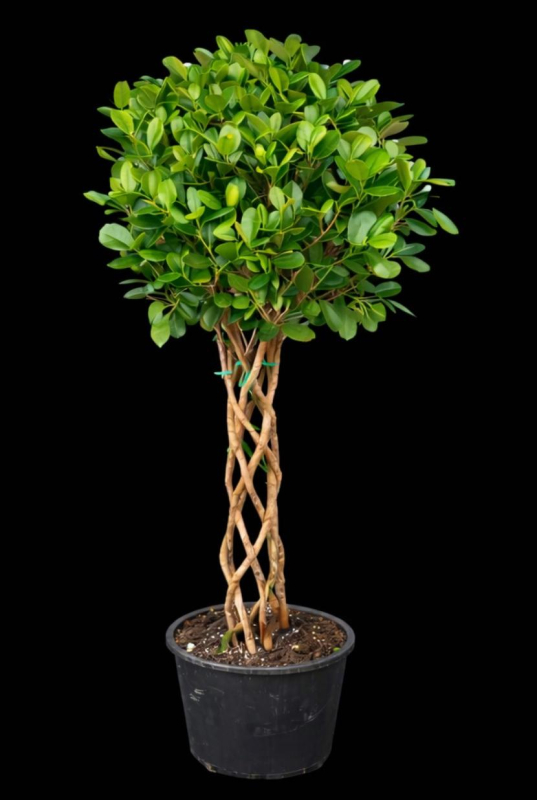 örgü gövdeli fikus