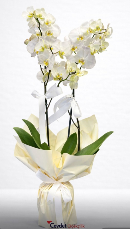 Beyaz Orkide Çift Dal